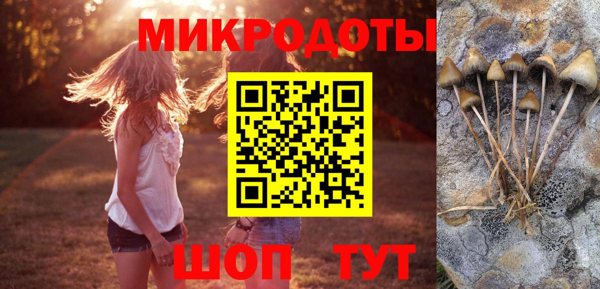 Галлюциногенные грибы Psilocybe Азнакаево